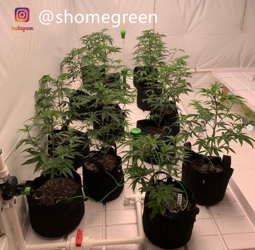 grow-with-medic-grow-fold8-shomegreen-20211006.jpg