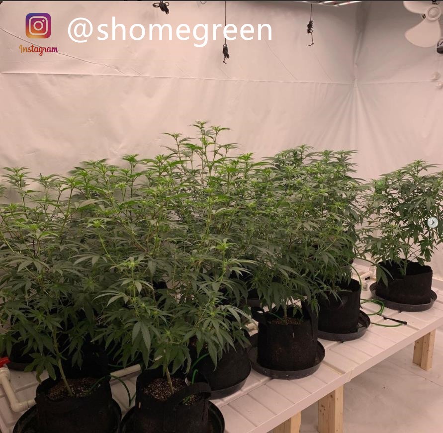 grow-with-medic-grow-fold8-shomegreen-20211018.jpg