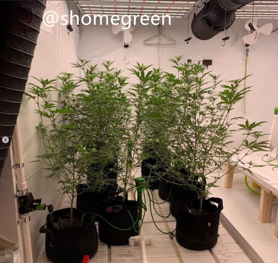 grow-with-medic-grow-fold8-shomegreen-20211023-2.jpg