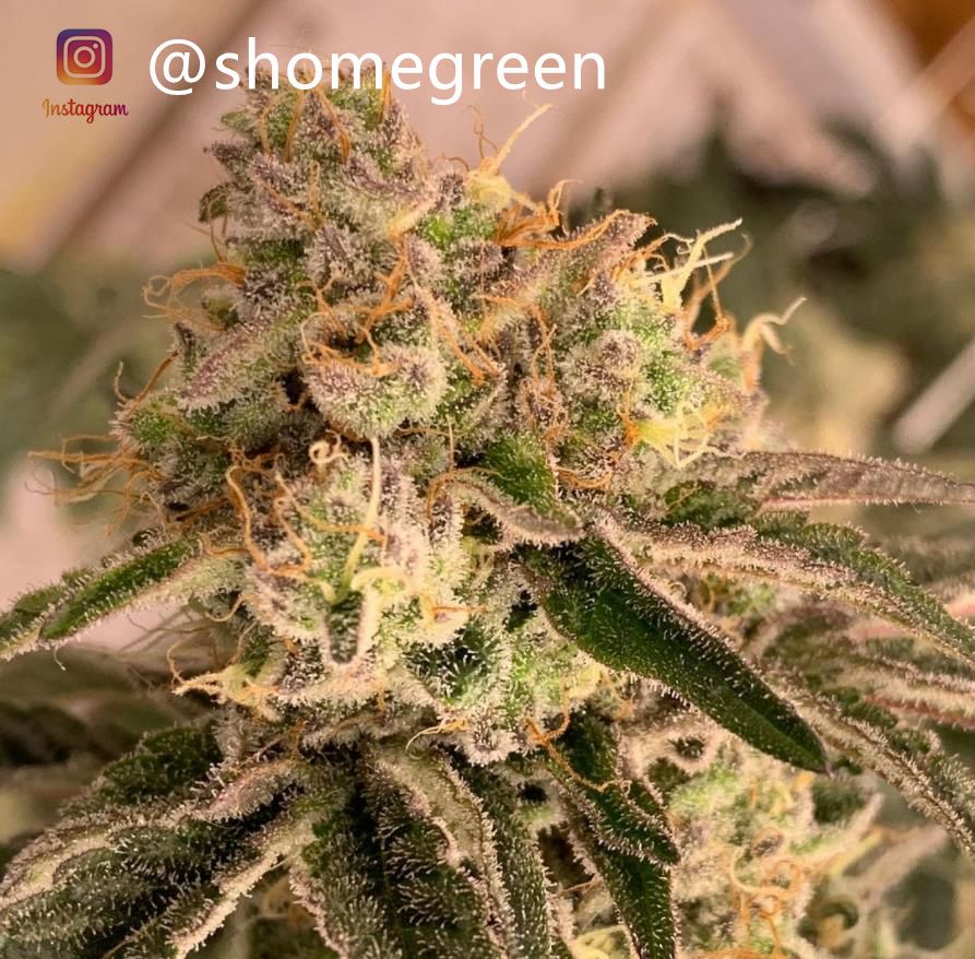 grow-with-medic-grow-fold8-shomegreen-20211116.jpg