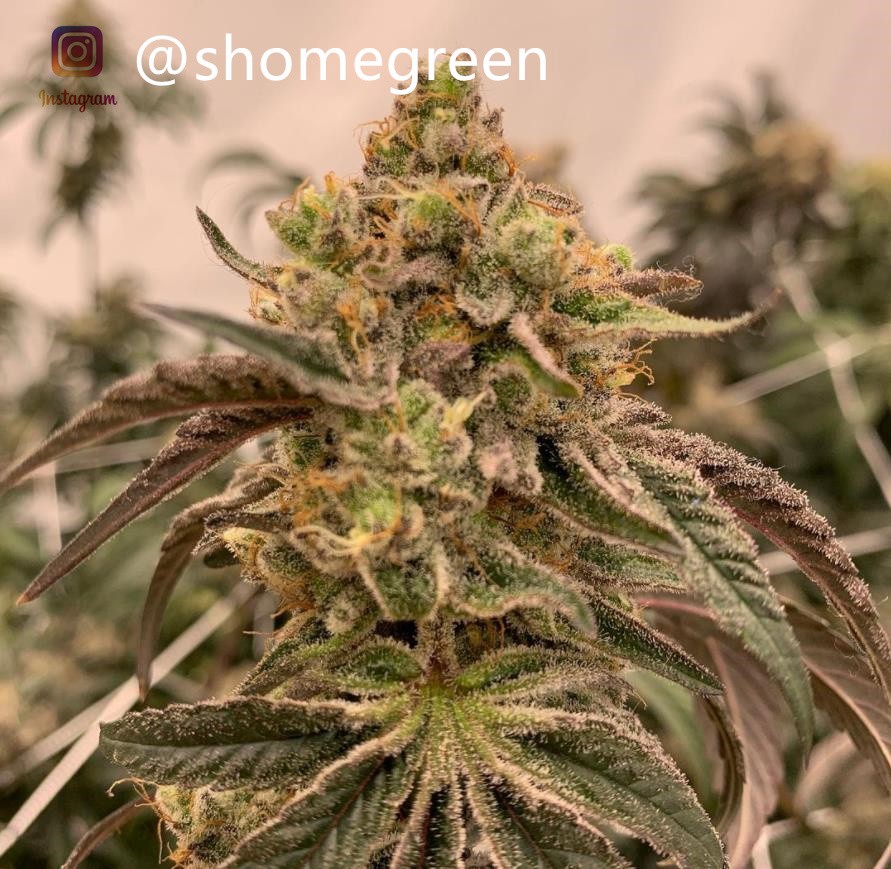 grow-with-medic-grow-fold8-shomegreen-20211124.jpg