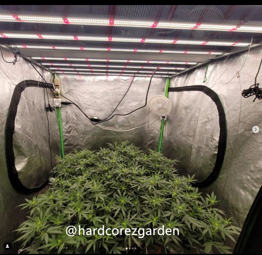 grow-with-medicgrow-fold8-hardcorez-1.jpg