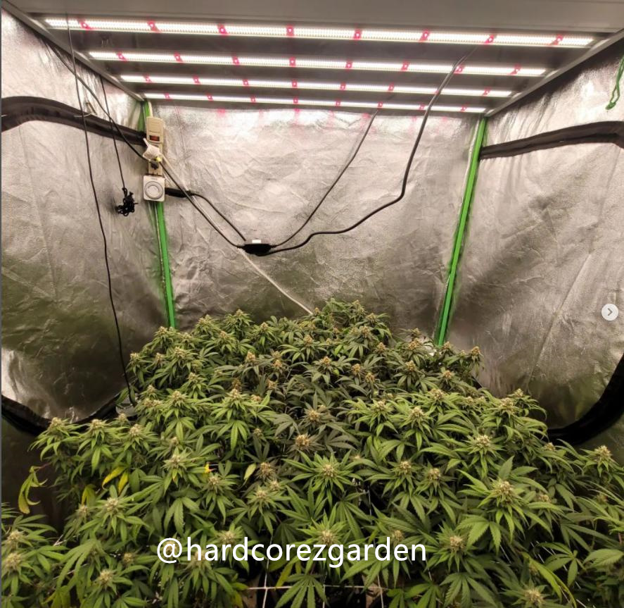 grow-with-medicgrow-fold8-hardcorez-12.jpg