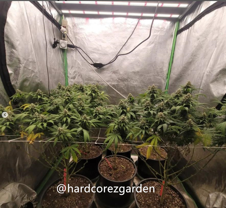 grow-with-medicgrow-fold8-hardcorez-16.jpg