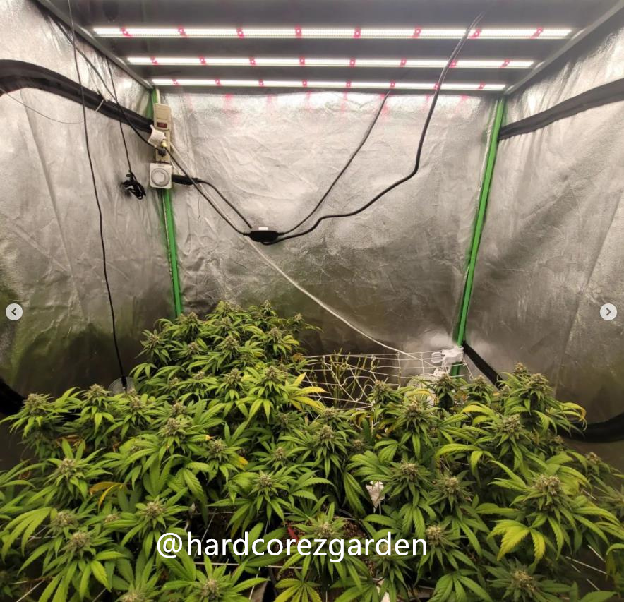 grow-with-medicgrow-fold8-hardcorez-17.jpg