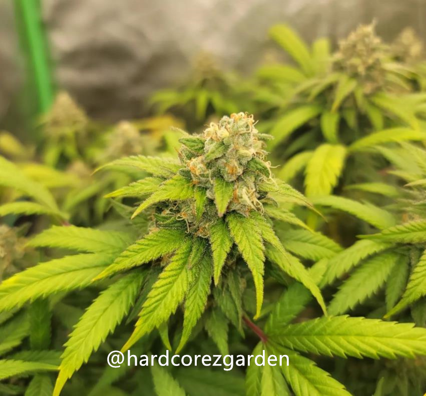 grow-with-medicgrow-fold8-hardcorez-19.jpg