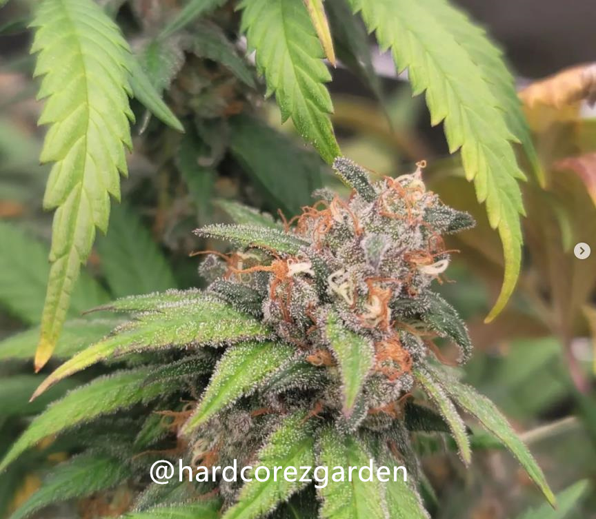 grow-with-medicgrow-fold8-hardcorez-20.jpg