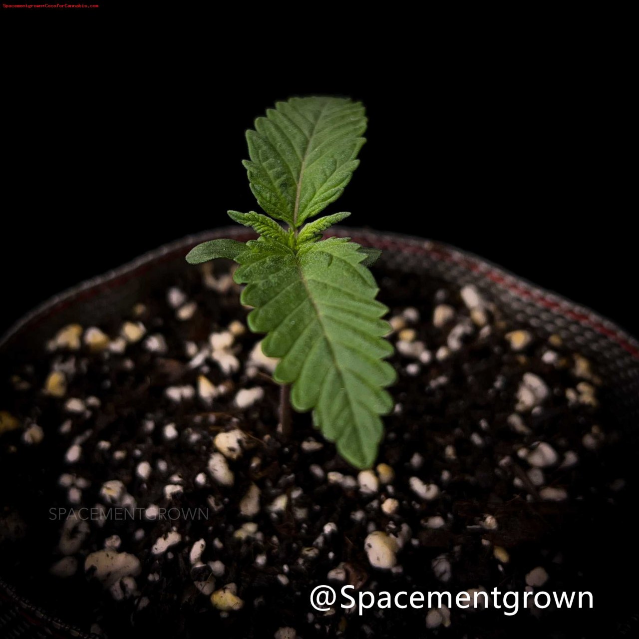 grow-with-medicgrow-smart8-spacementgrown-11.jpeg