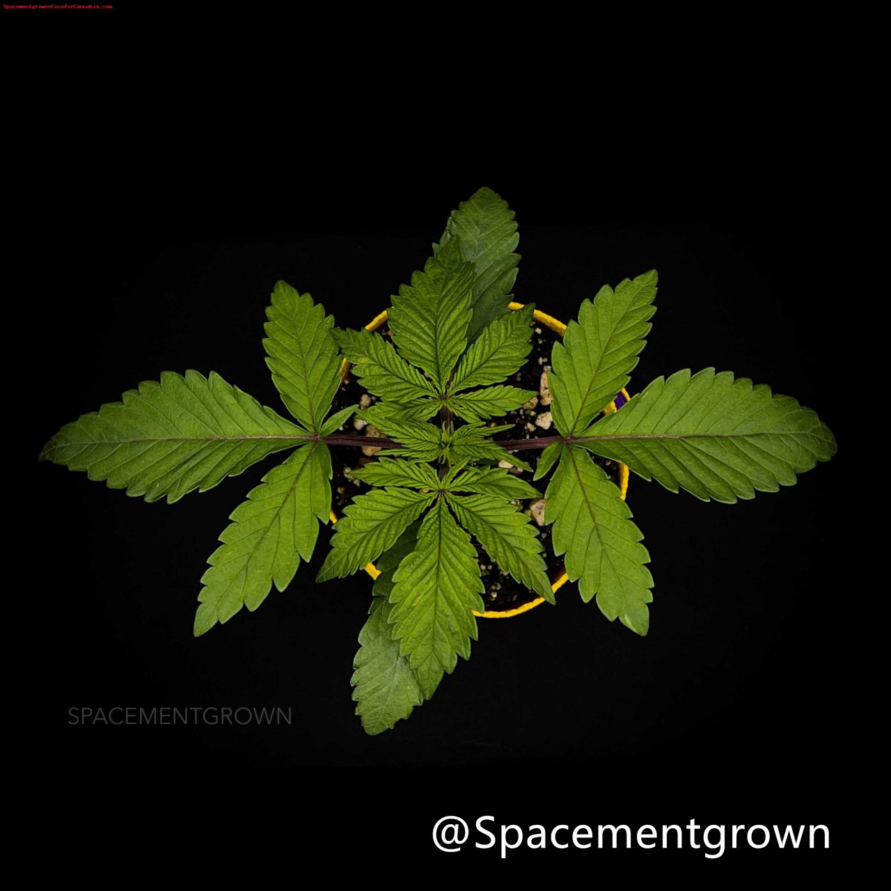 grow-with-medicgrow-smart8-spacementgrown-20220118-1.jpeg