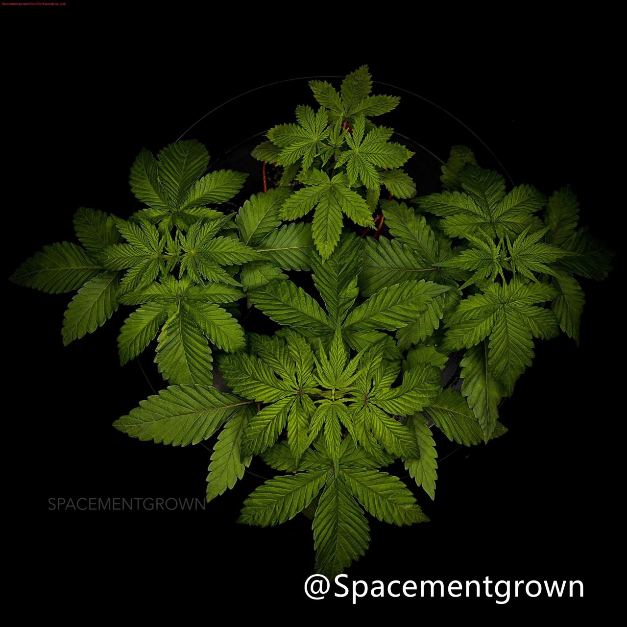 grow-with-medicgrow-smart8-spacementgrown-20220122.jpg