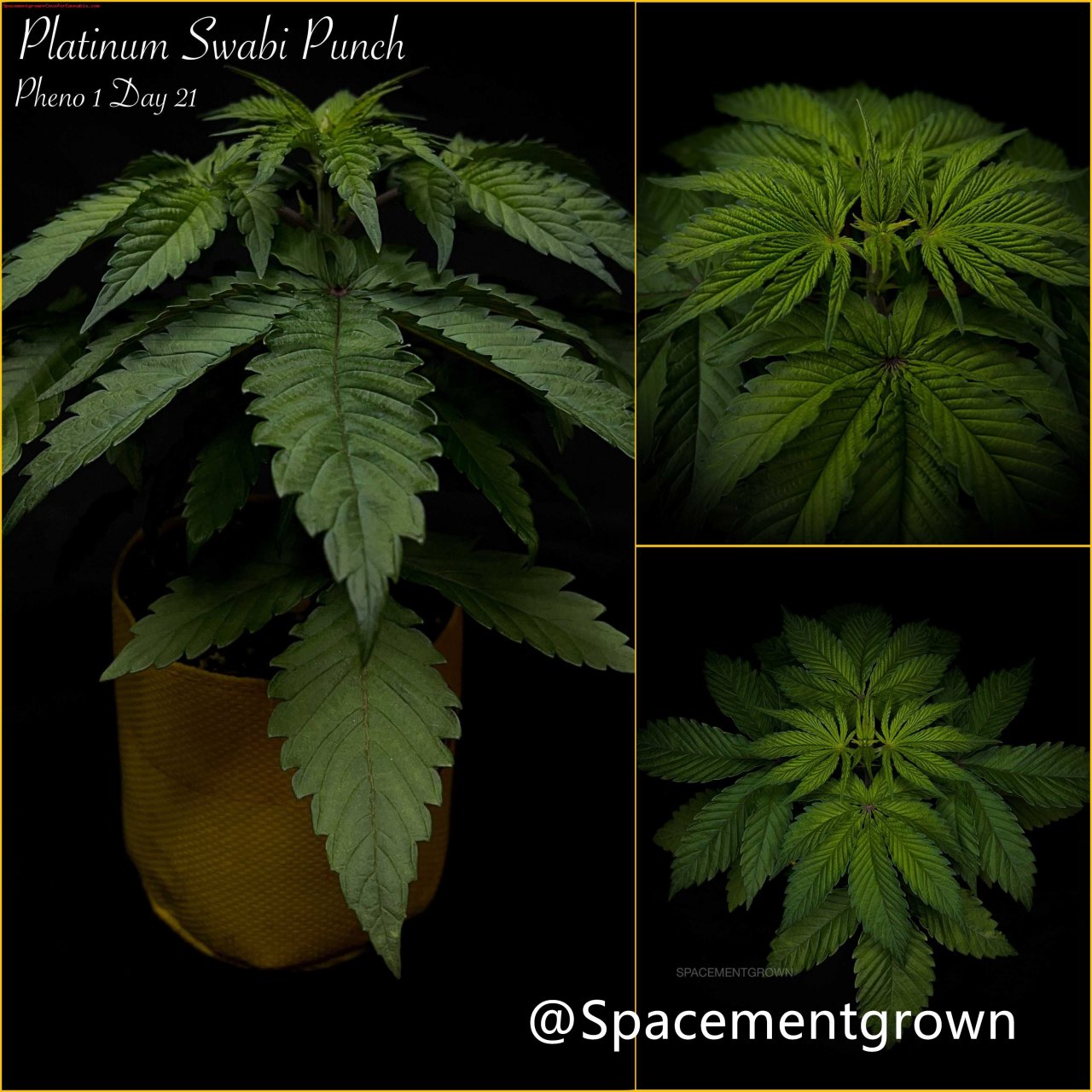 grow-with-medicgrow-smart8-spacementgrown-20220127.jpg