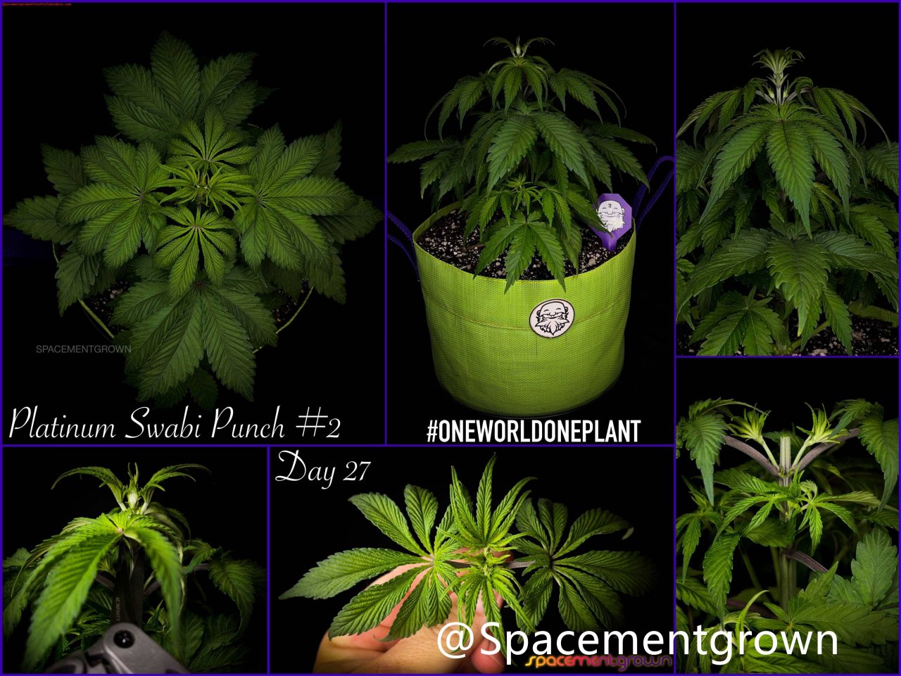 grow-with-medicgrow-smart8-spacementgrown-20220203-1.jpg