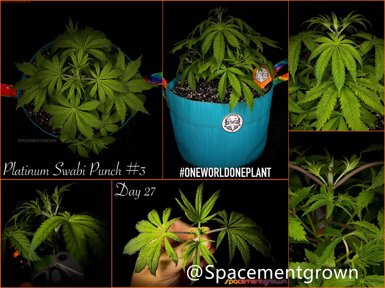 grow-with-medicgrow-smart8-spacementgrown-20220203-2.jpg