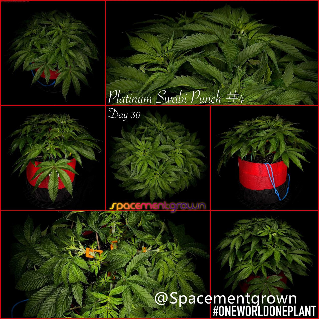 grow-with-medicgrow-smart8-spacementgrown-20220212-3.jpg