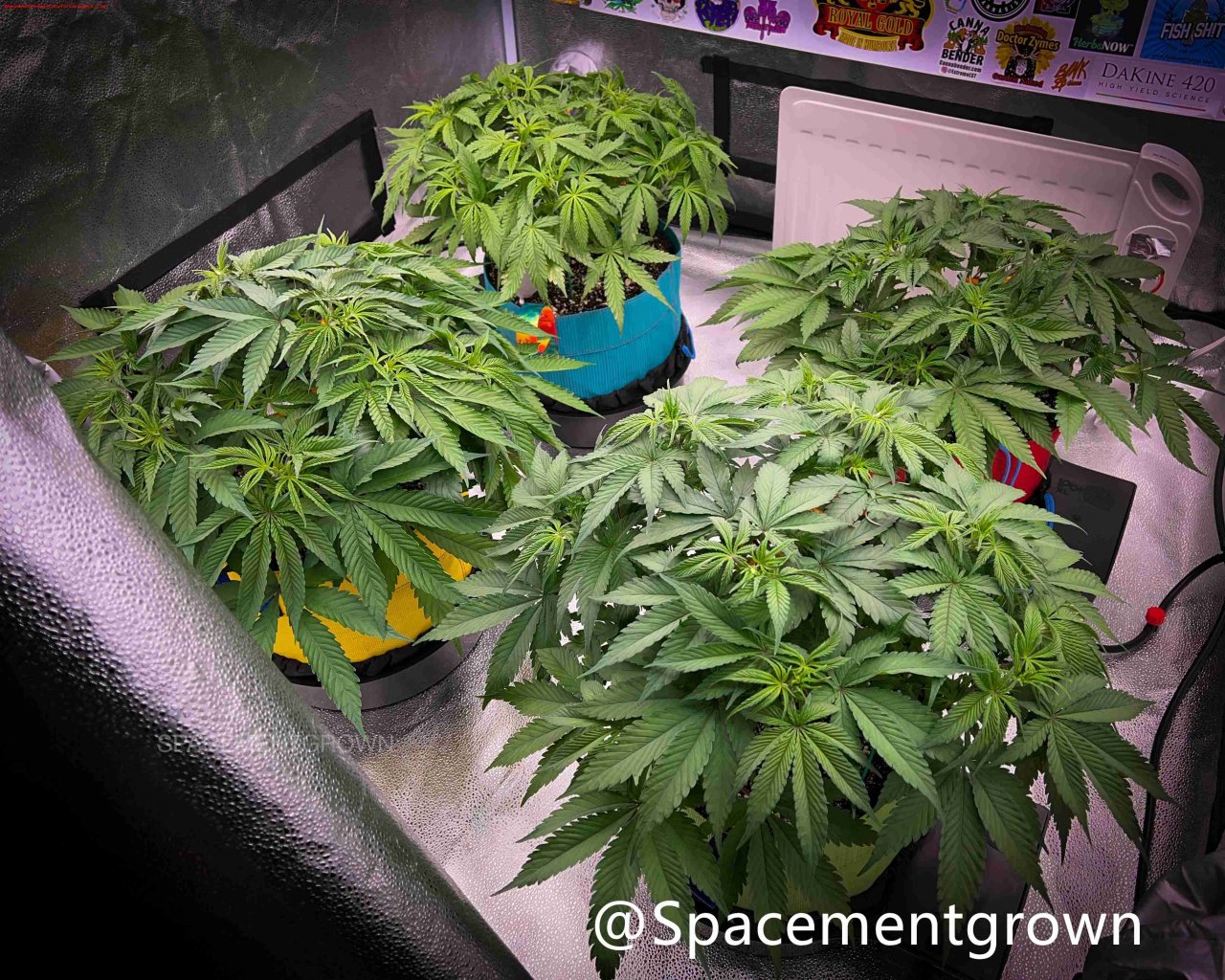 grow-with-medicgrow-smart8-spacementgrown-20220212-6.jpg