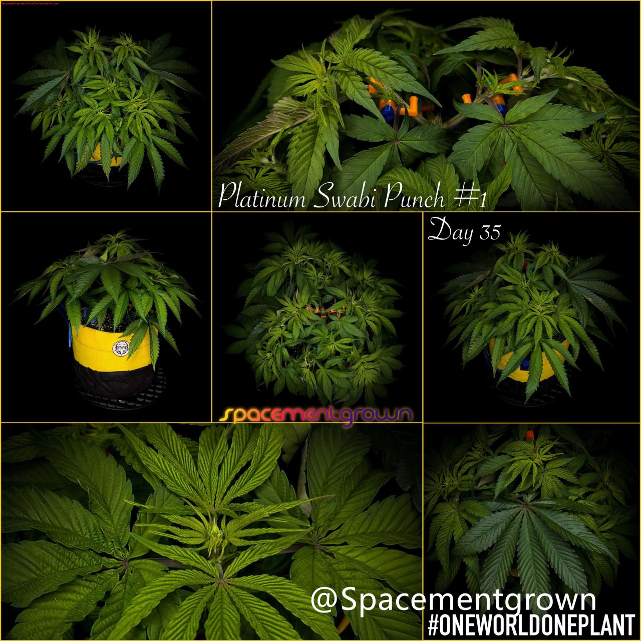 grow-with-medicgrow-smart8-spacementgrown-20220212.jpg