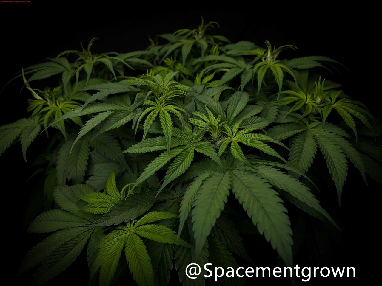 grow-with-medicgrow-smart8-spacementgrown-20220220-3.jpg