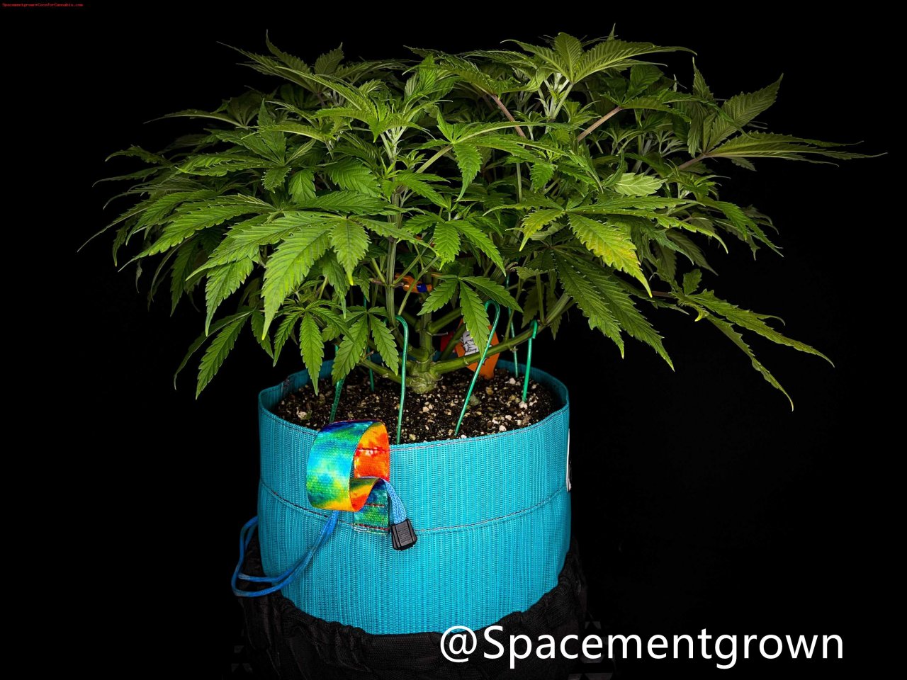 grow-with-medicgrow-smart8-spacementgrown-20220220-4.jpg