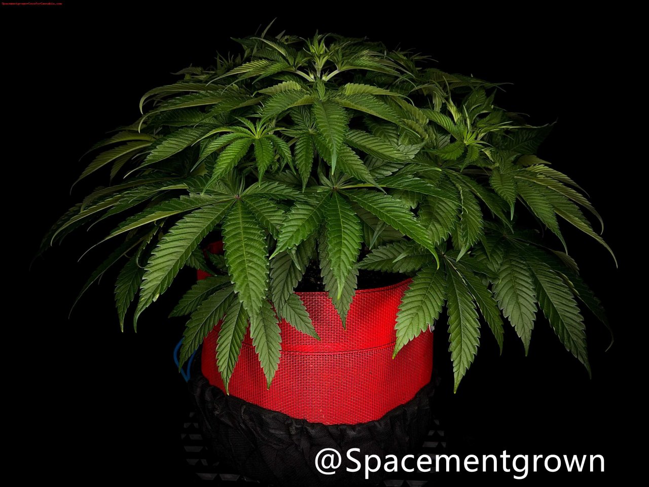 grow-with-medicgrow-smart8-spacementgrown-20220220-5.jpg