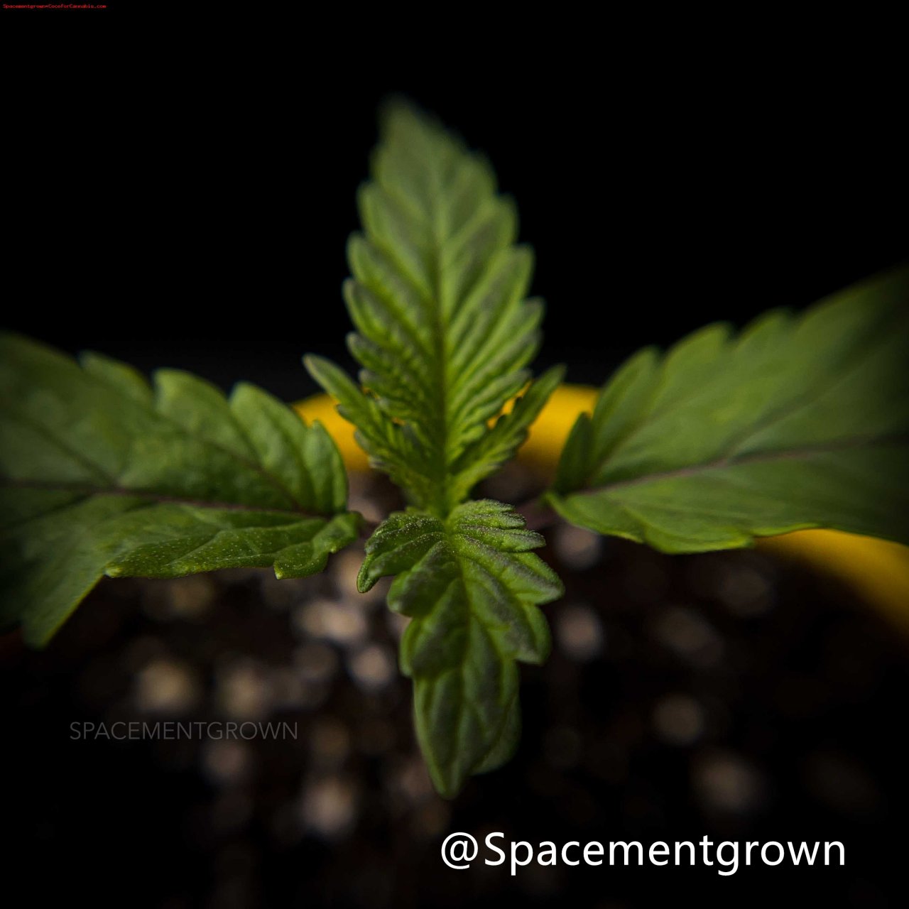 grow-with-medicgrow-smart8-spacementgrown-5.jpeg