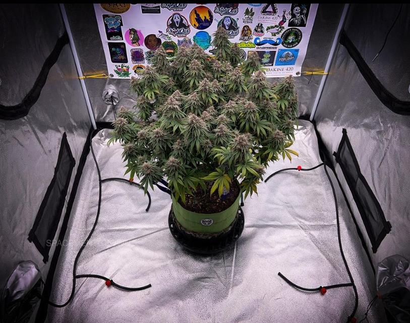 grow-with-medicgrow-smart8-spacementgrown-cutie-2.jpg