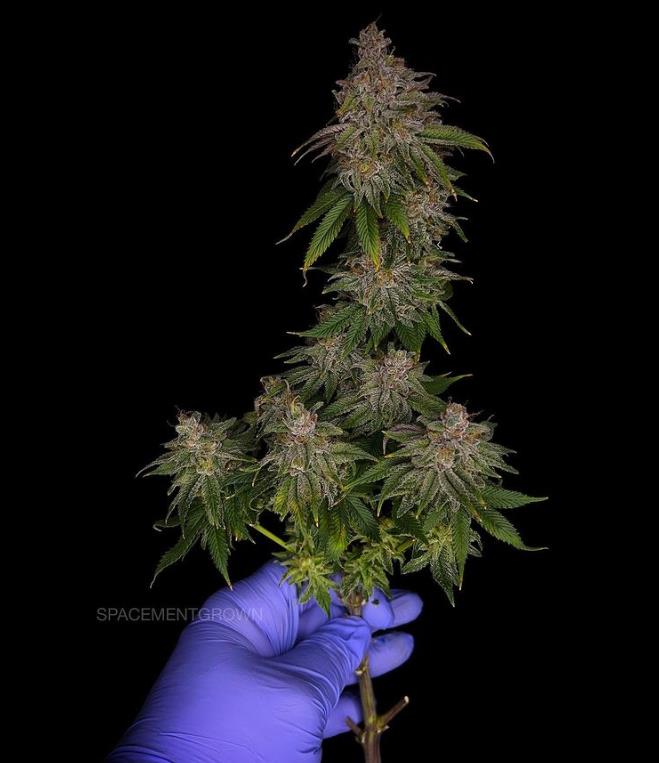 grow-with-medicgrow-smart8-spacementgrown-cutie-3.jpg