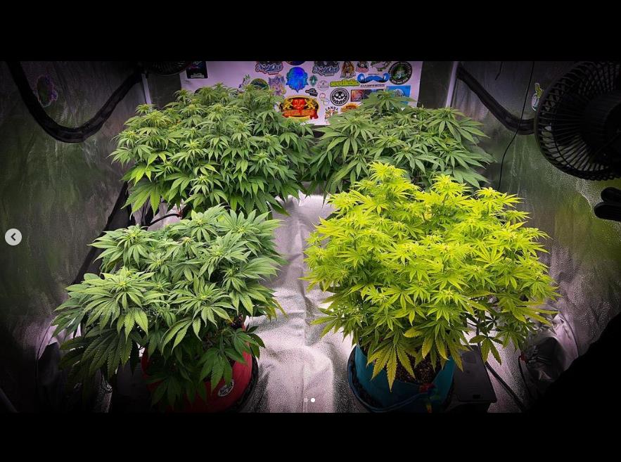 grow-with-medicgrow-smart8-spacementgrown-day14flower-1.jpg