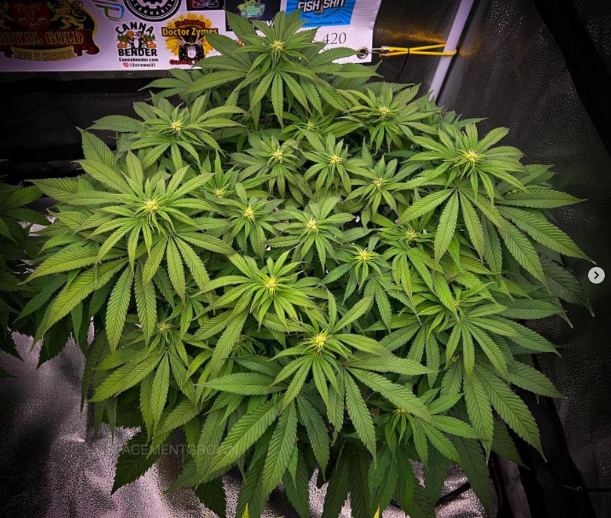 grow-with-medicgrow-smart8-spacementgrown-day14flower-2.jpg