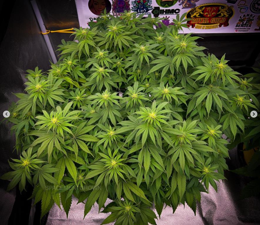 grow-with-medicgrow-smart8-spacementgrown-day14flower-3.jpg