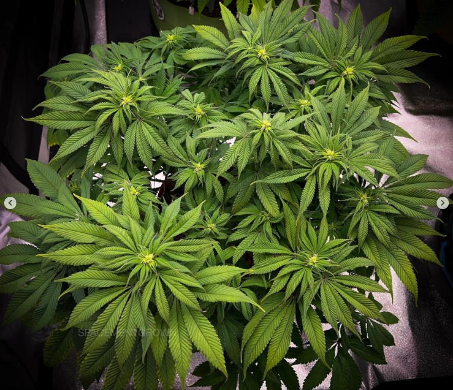 grow-with-medicgrow-smart8-spacementgrown-day14flower-4.jpg