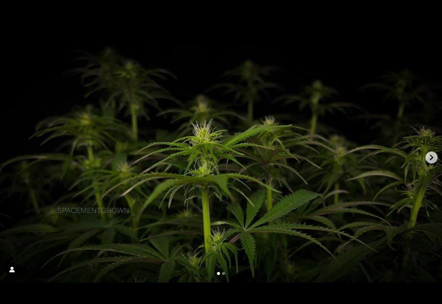 grow-with-medicgrow-smart8-spacementgrown-day16flower-1.jpg