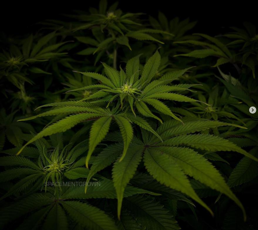 grow-with-medicgrow-smart8-spacementgrown-day16flower-2.jpg