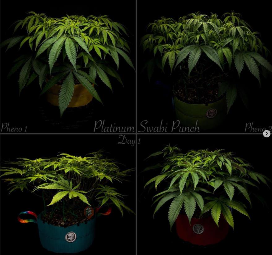 grow-with-medicgrow-smart8-spacementgrown-day1flower.jpg