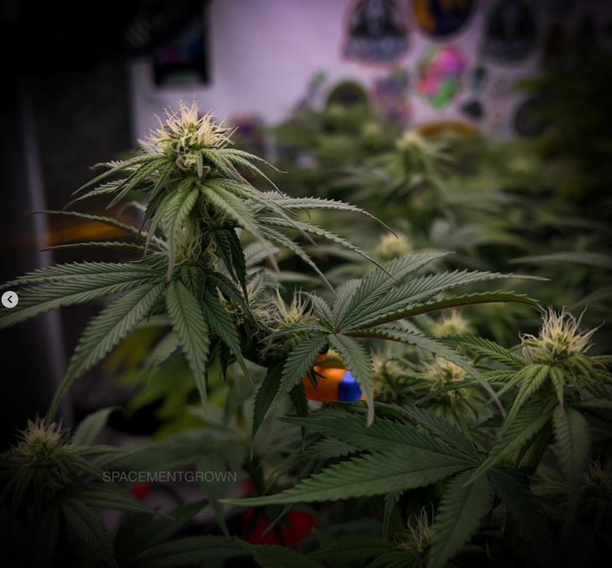 grow-with-medicgrow-smart8-spacementgrown-day21flower-4.jpg