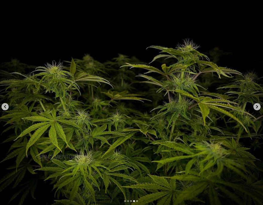 grow-with-medicgrow-smart8-spacementgrown-day23-11.jpg