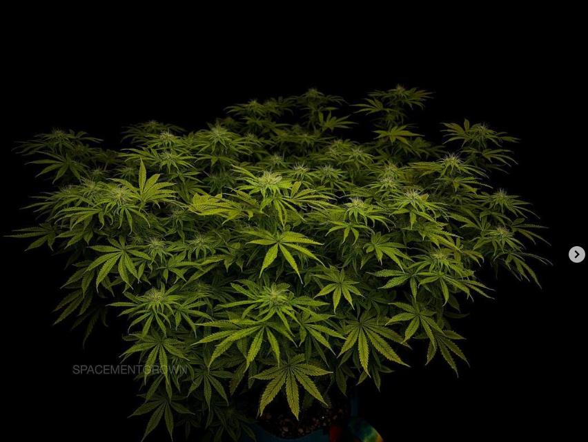 grow-with-medicgrow-smart8-spacementgrown-day23-8.jpg