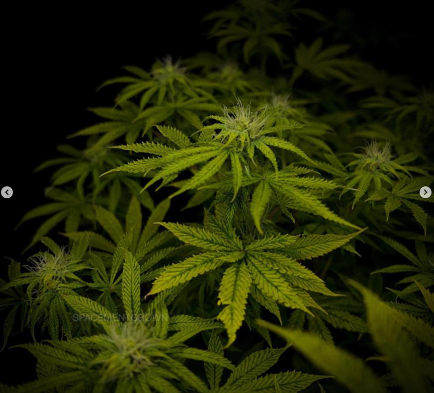 grow-with-medicgrow-smart8-spacementgrown-day23flower-1.jpg