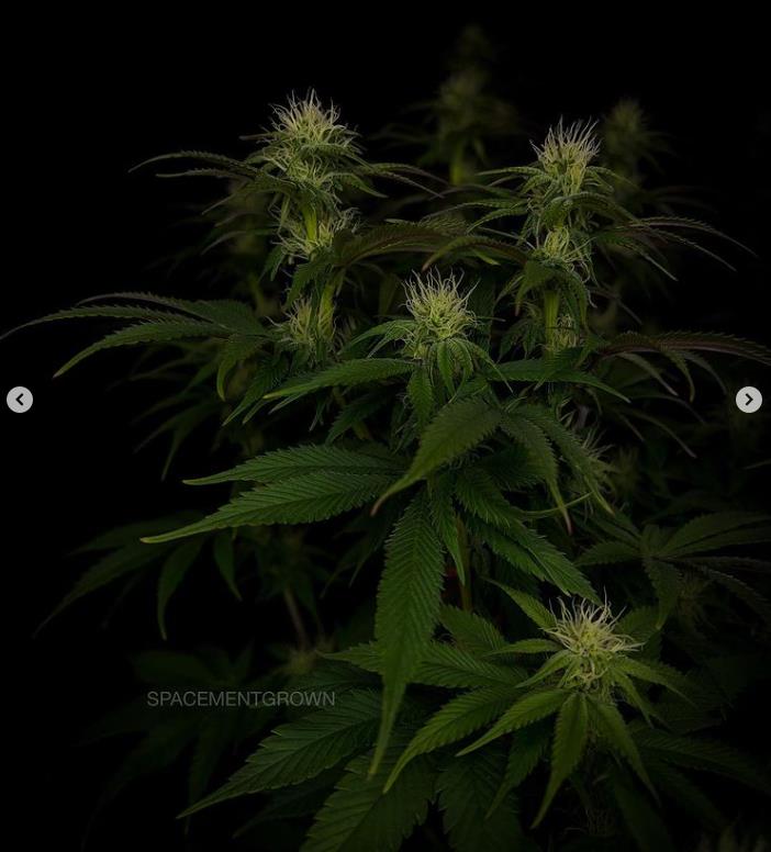 grow-with-medicgrow-smart8-spacementgrown-day23flower-12.jpg