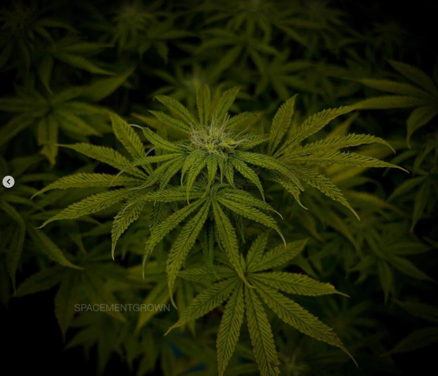 grow-with-medicgrow-smart8-spacementgrown-day23flower-2.jpg