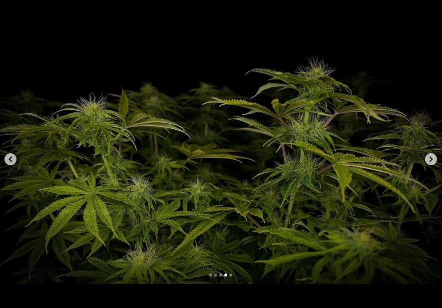 grow-with-medicgrow-smart8-spacementgrown-day23flower-5.jpg