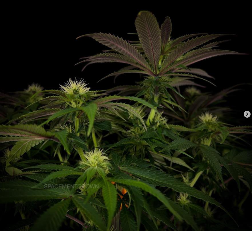 grow-with-medicgrow-smart8-spacementgrown-day23flower-9.jpg