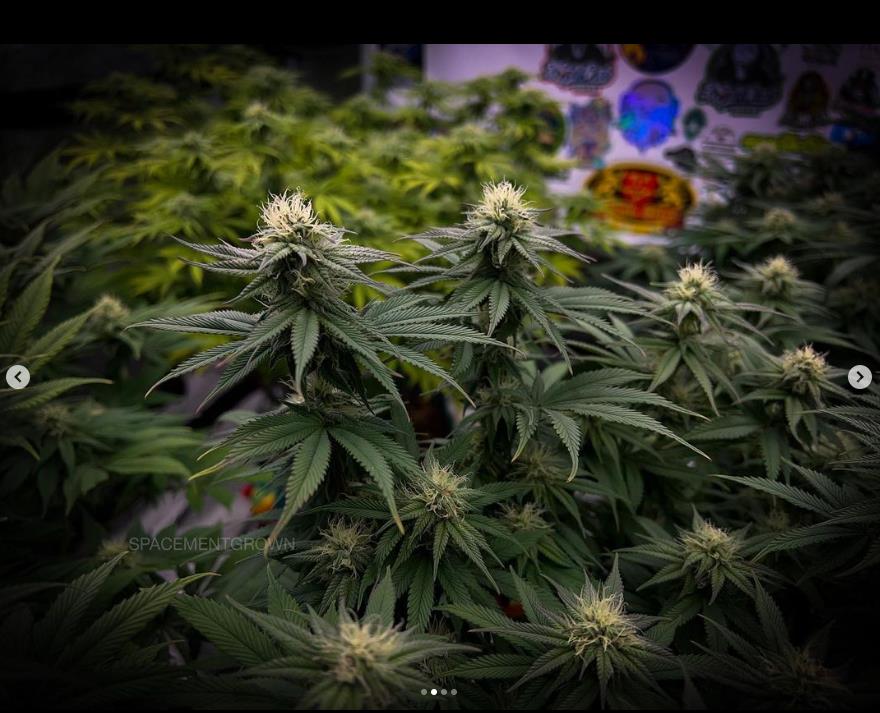 grow-with-medicgrow-smart8-spacementgrown-day26flower-1.jpg