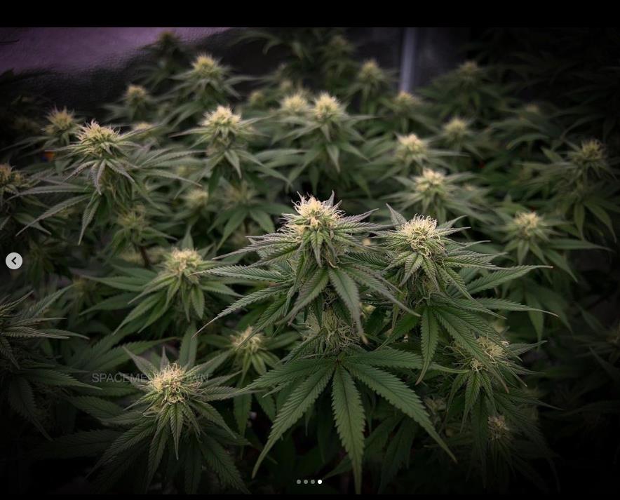 grow-with-medicgrow-smart8-spacementgrown-day26flower-3.jpg