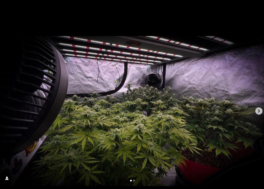 grow-with-medicgrow-smart8-spacementgrown-day26flower-4.jpg