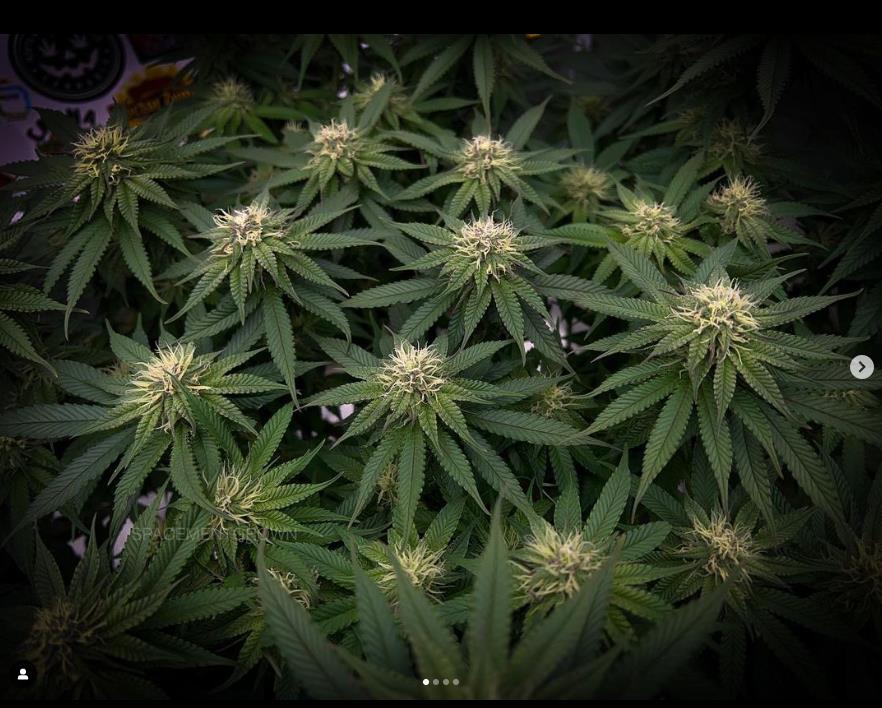 grow-with-medicgrow-smart8-spacementgrown-day26flower.jpg