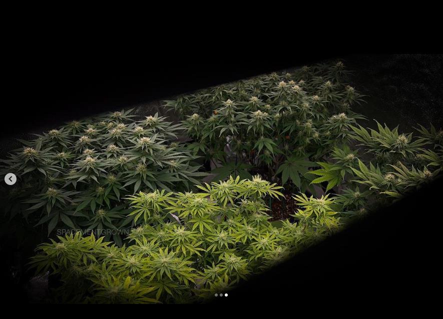 grow-with-medicgrow-smart8-spacementgrown-day28flower-11.jpg