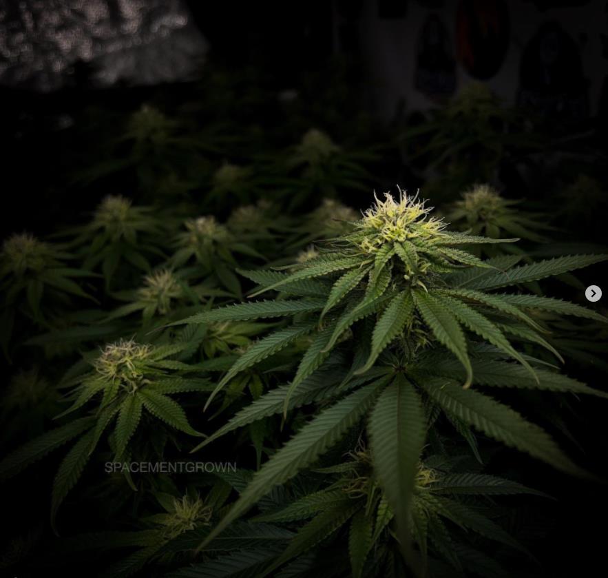 grow-with-medicgrow-smart8-spacementgrown-day28flower-12.jpg