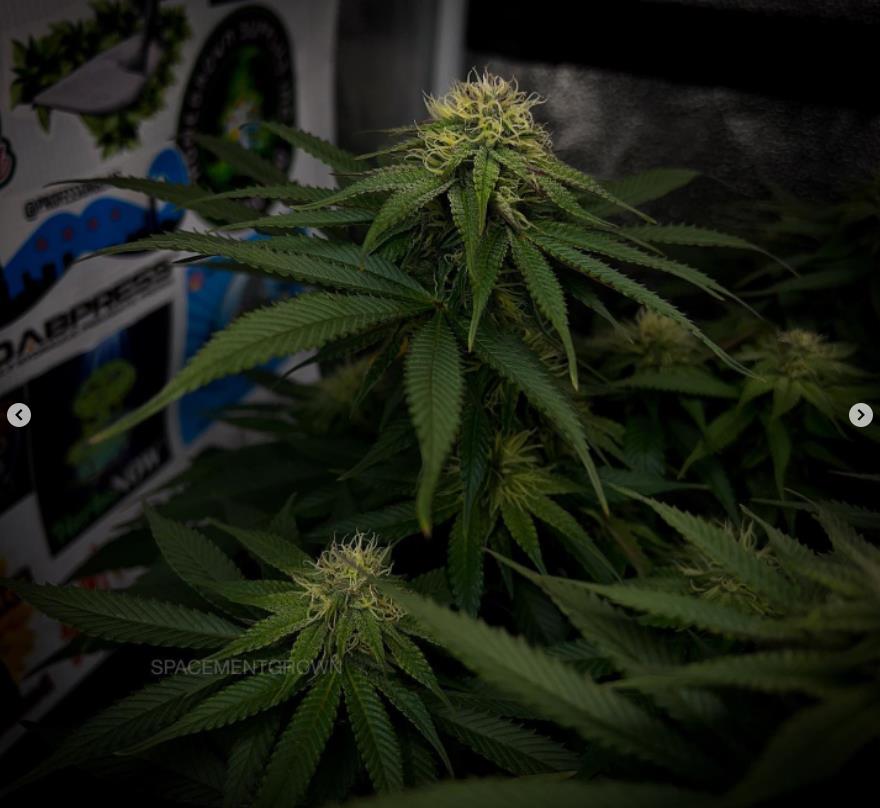 grow-with-medicgrow-smart8-spacementgrown-day28flower-14.jpg