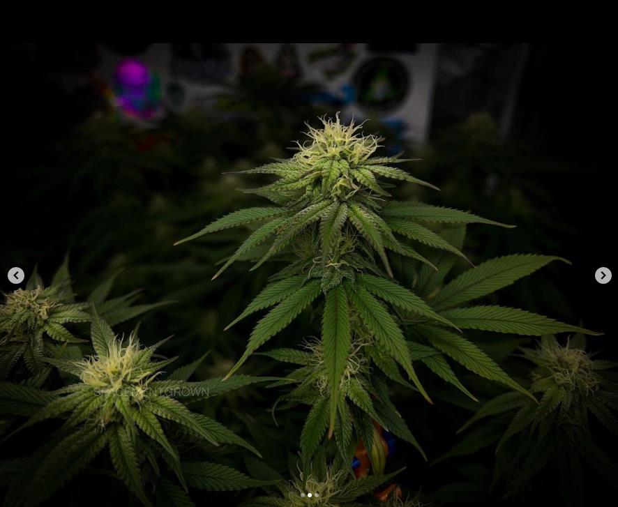 grow-with-medicgrow-smart8-spacementgrown-day28flower-4.jpg