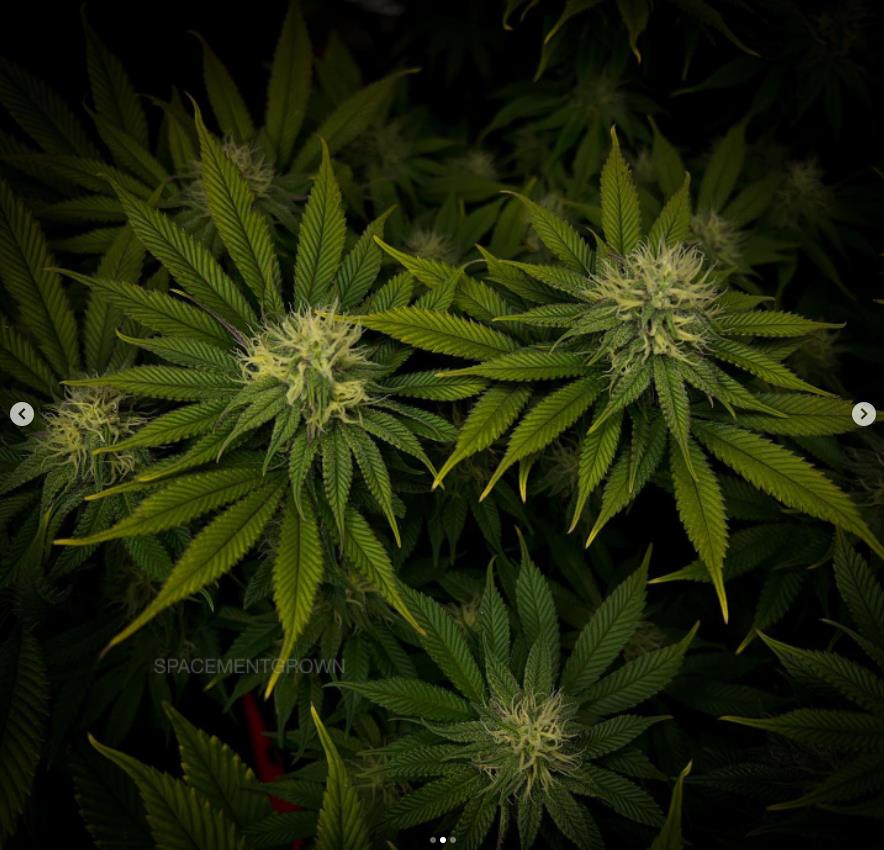 grow-with-medicgrow-smart8-spacementgrown-day28flower-7.jpg